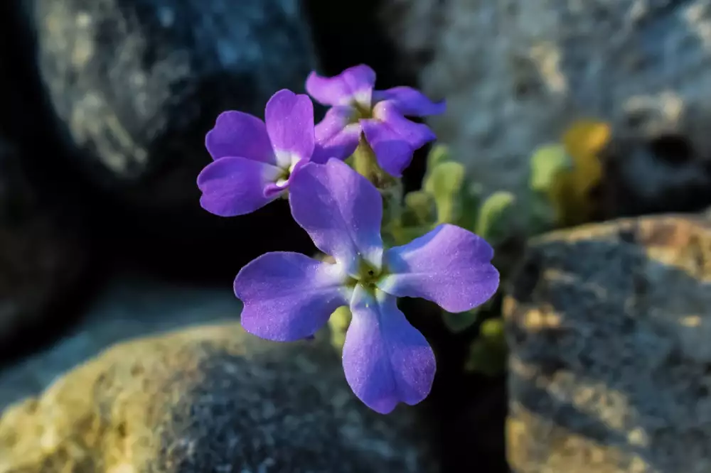 Matthiola Incana